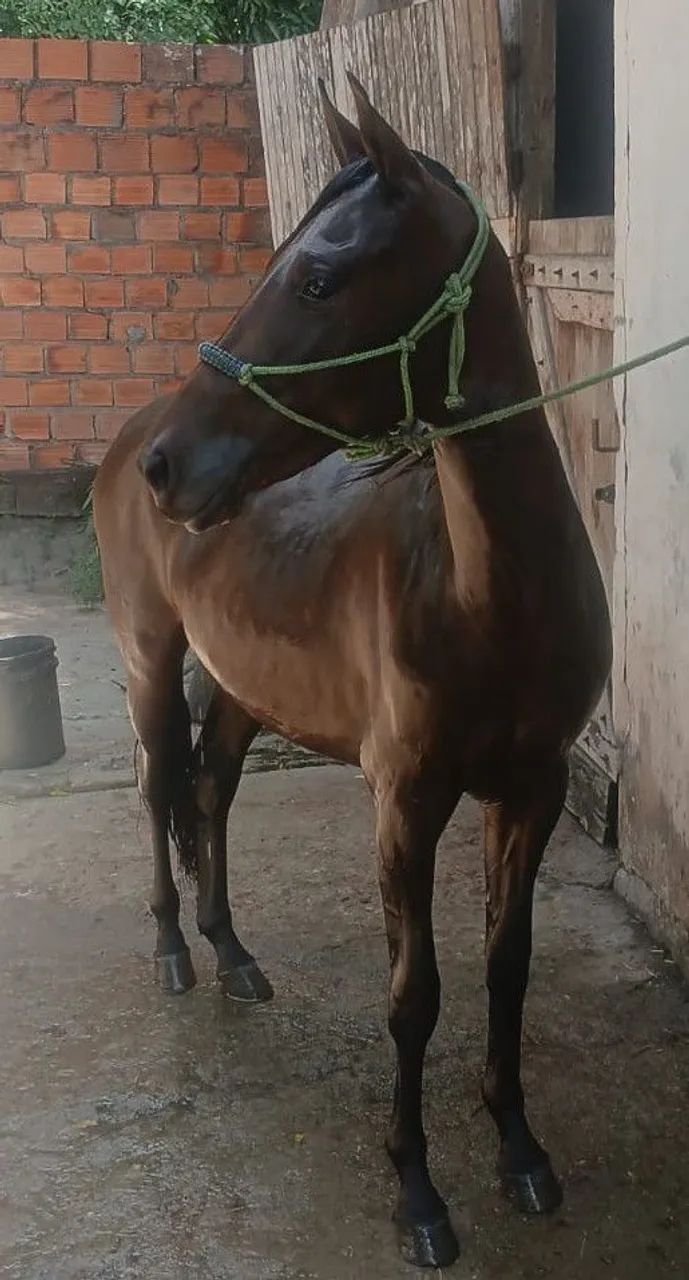 Potro Mangalarga Marchador - 2,7 meses - São Gonçalo Campos-BA - Foto 2