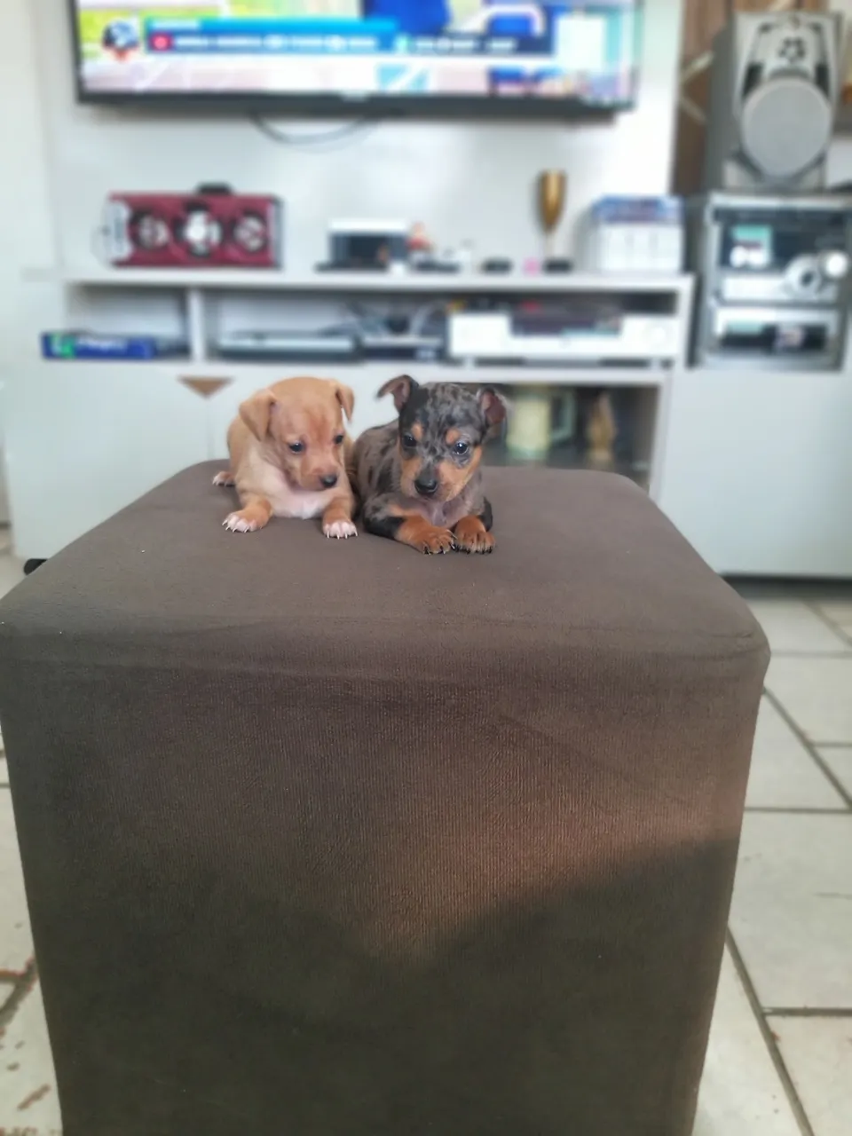 Filhotes de Pinscher disponíveis para adoção
