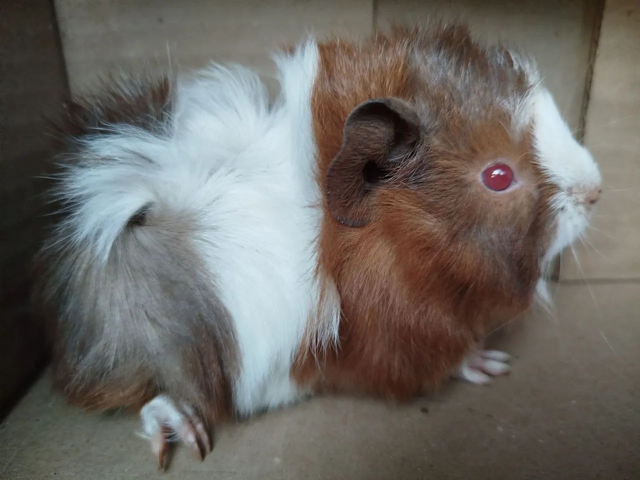 Porquinhos da índia  - Foto 4