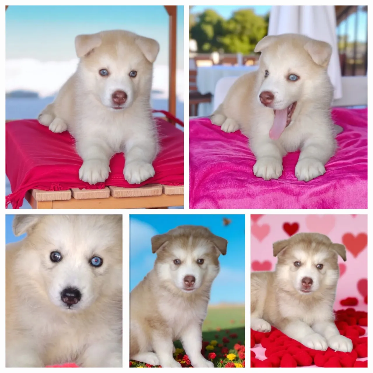 Filhotes de Husky Siberiano apronta entrega