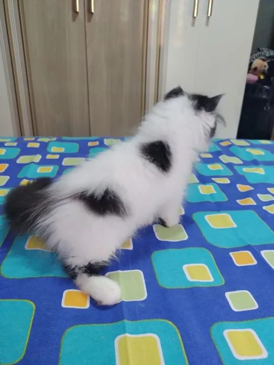 Gatinhos Persa  - Foto 2