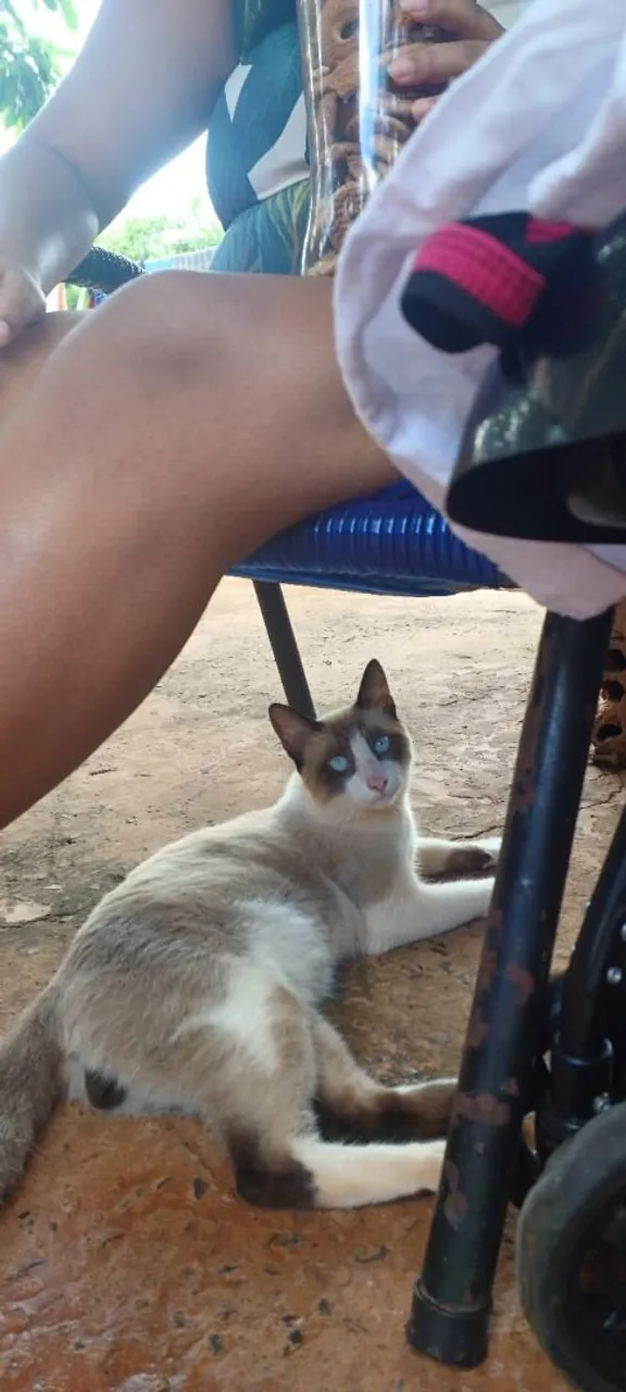Gatinho para adoção responsável