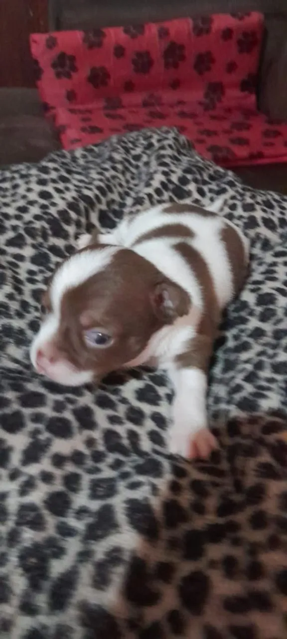 Chihuahua