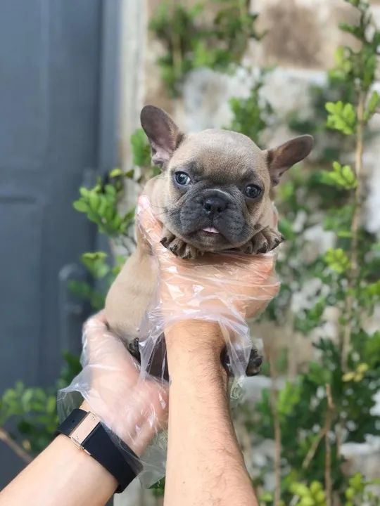 Bulldog Francês pirata/tigrado/fulvo/branco