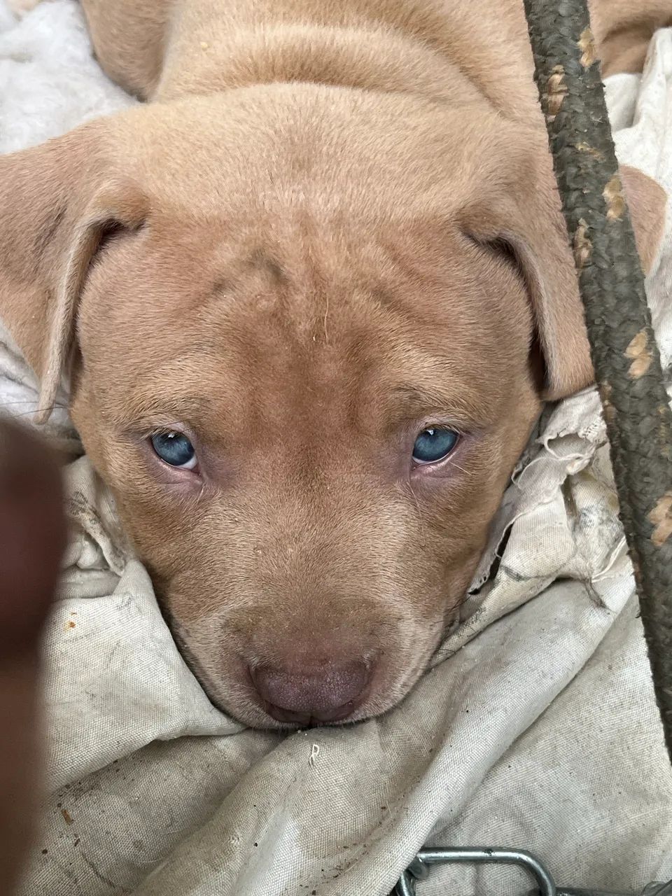 Pit Bull - Brazilian Bull - Foto 3