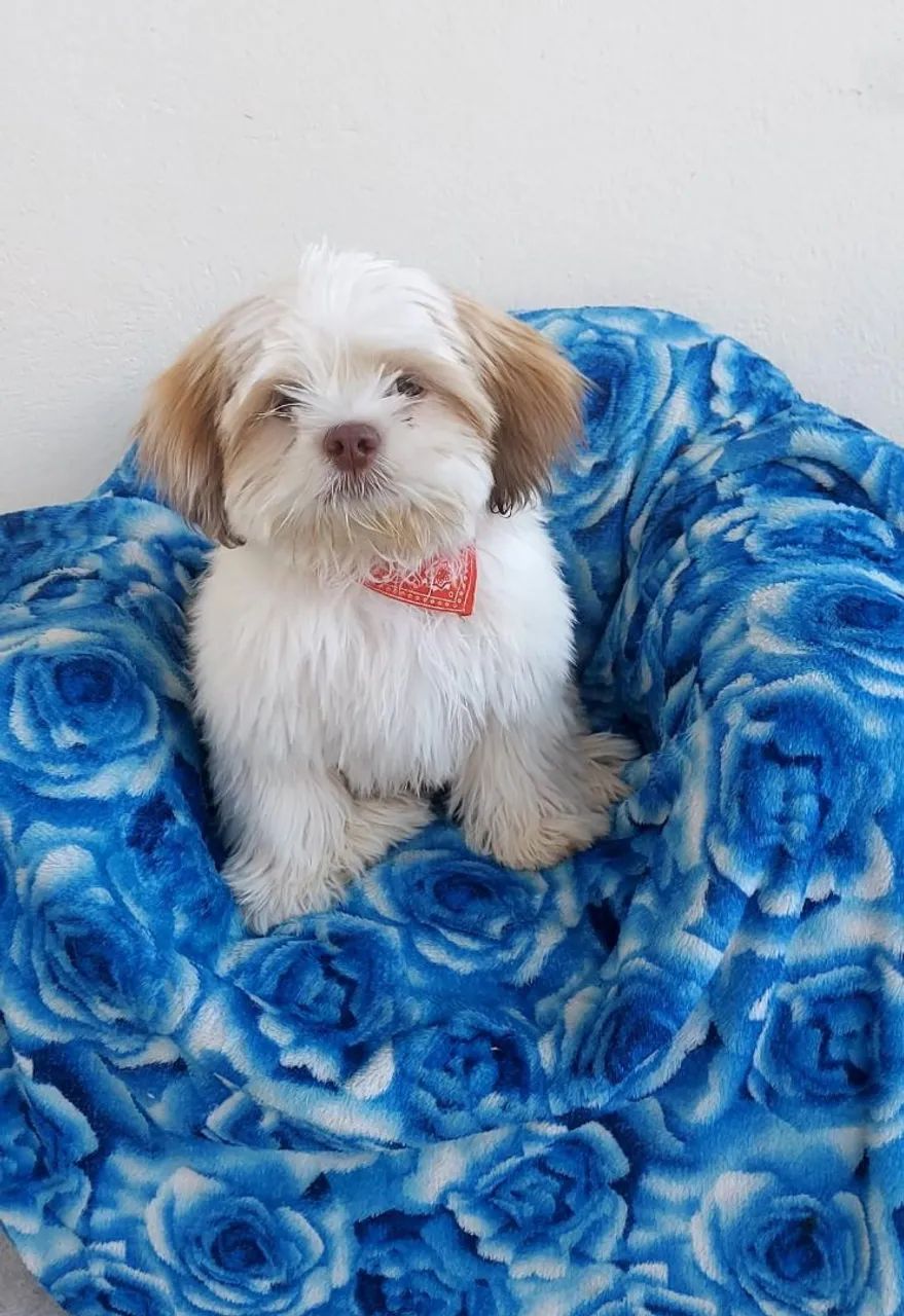 Fofuraaaa macho lhasa trufa chocolate olhos verdes