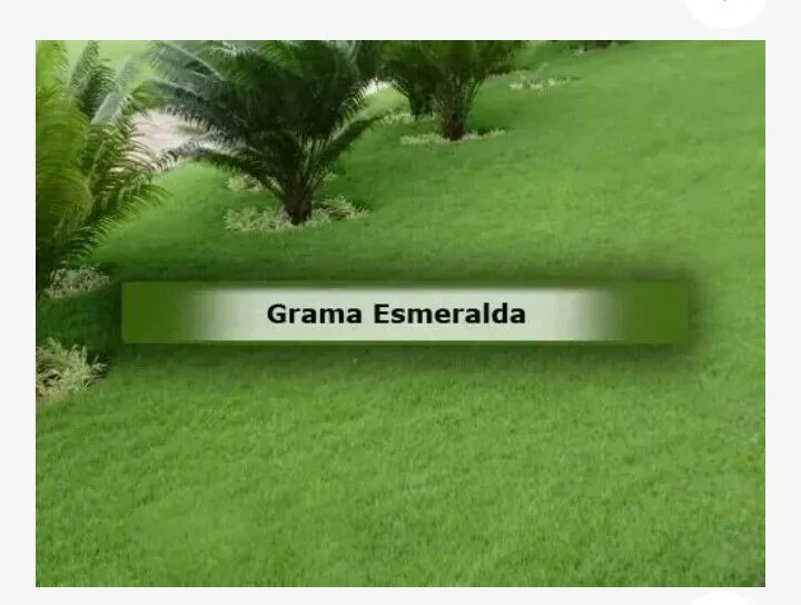 200.000 Grama Esmeralda para seu jardim 200 metros quadrados