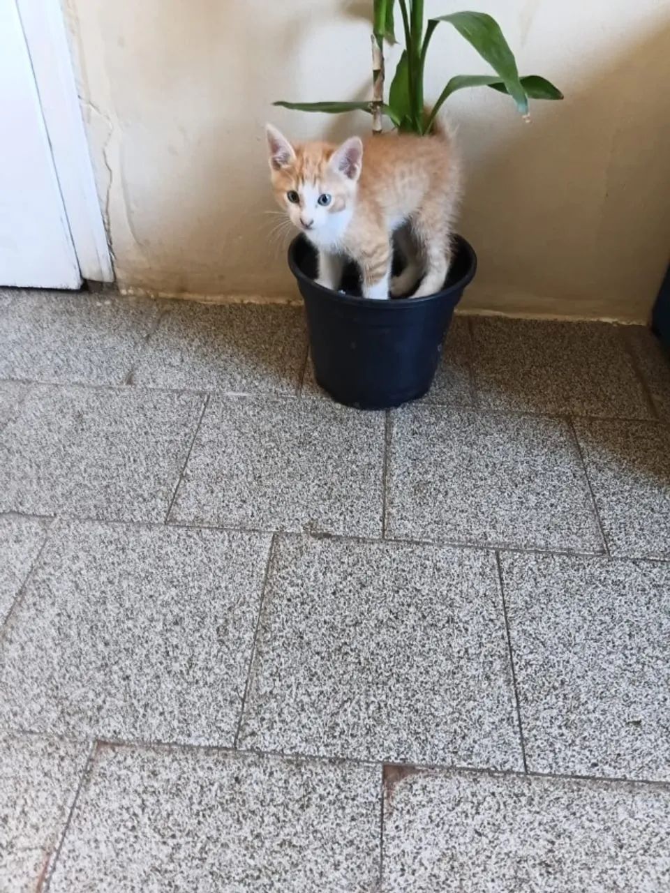 Filhote de gato 