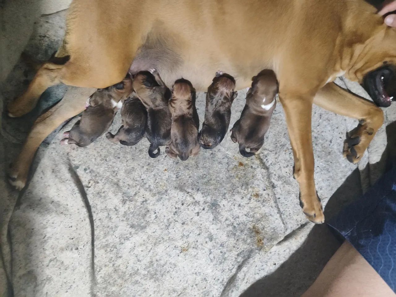 Dócil amor vou - Foto 3