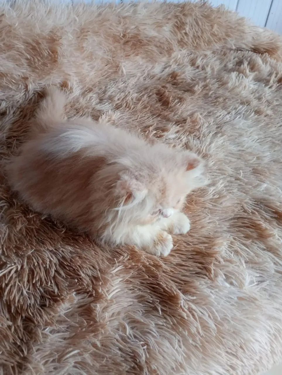 Gatinho persa machinho  - Foto 6