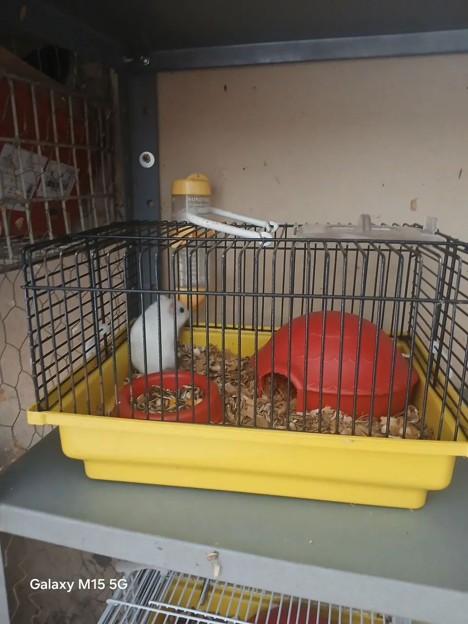 Hamster Sírio  - Foto 2