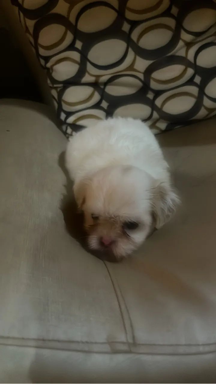 Cachorro lhasa Apso - Foto 2