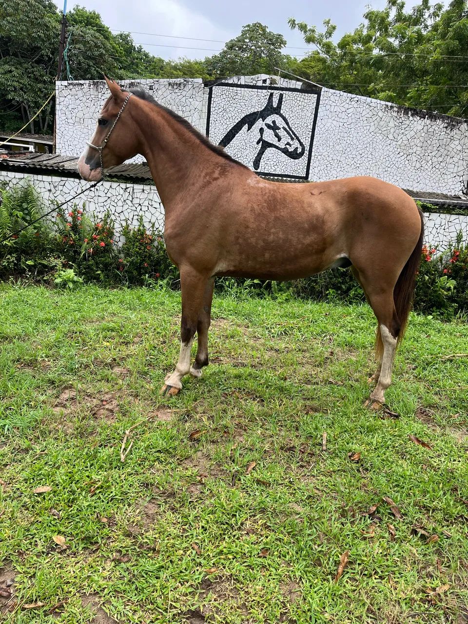 CAVALO LINDO E TOP DE MARCHA PiCADA - Foto 3