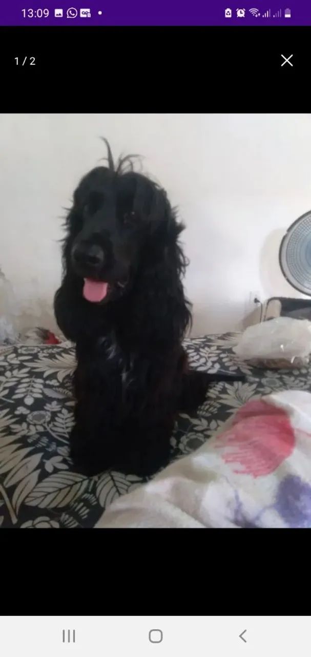 Filhotes de Cocker Spaniel  - Foto 4