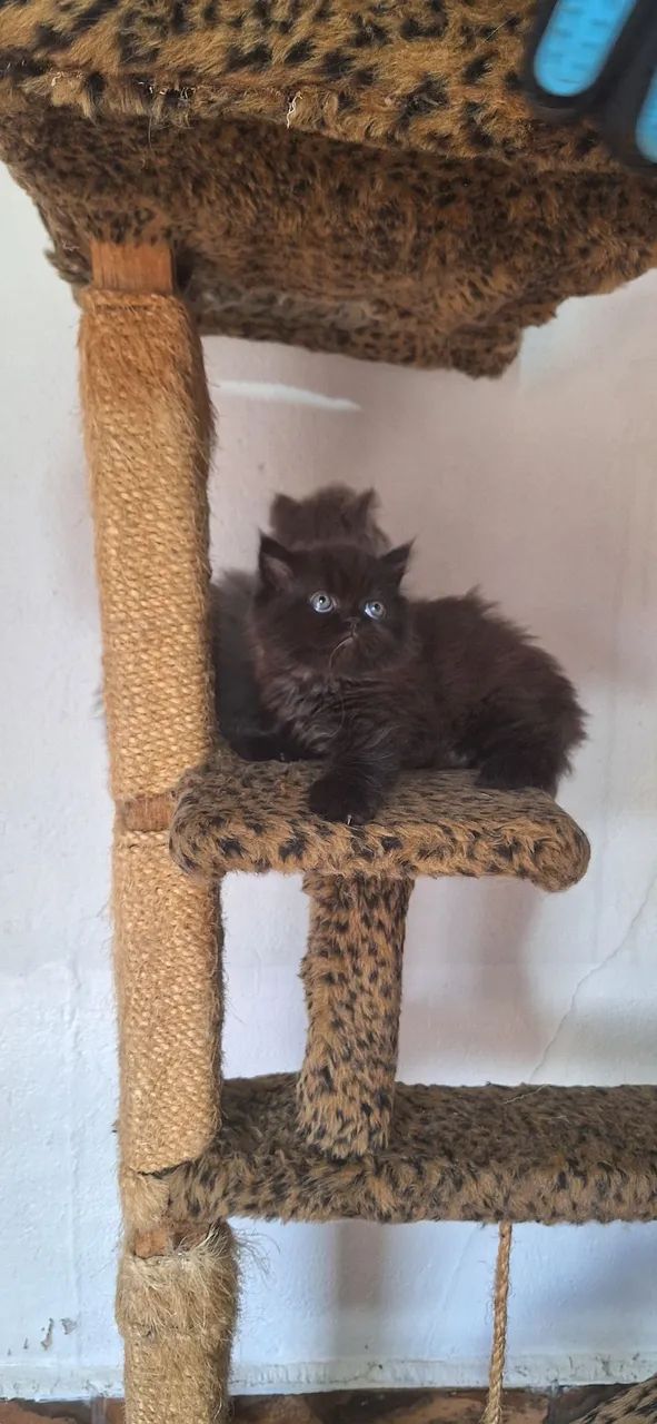 Gato persa - Foto 4