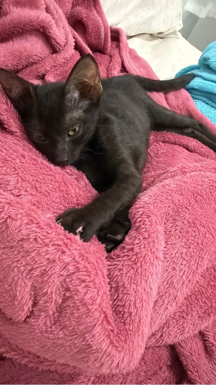 Gatinhos para Adoção  - Foto 2