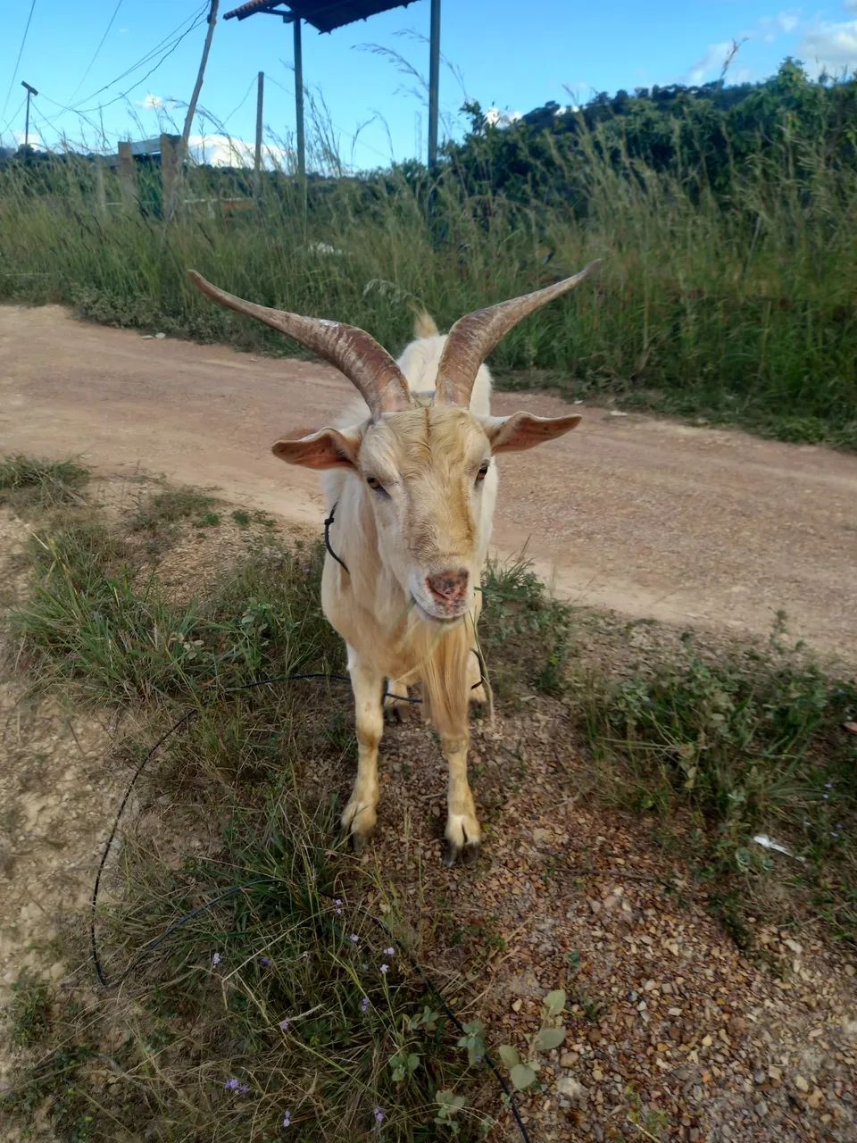 Cabra, Bode, cabrito, cordeiro, ovelha e boregos - Foto 5