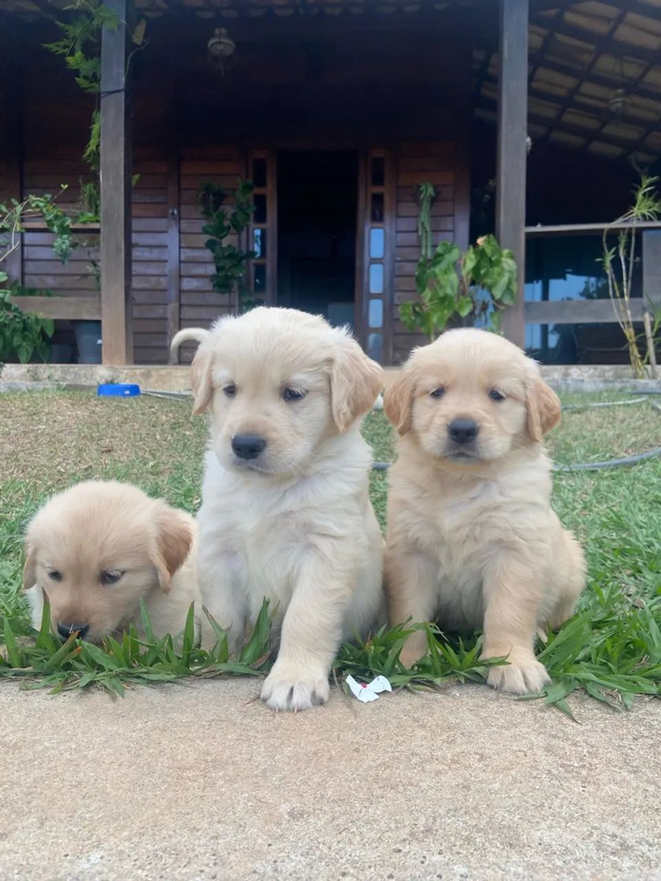 Golden retriever  - Foto 2