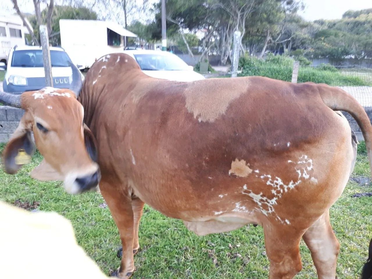 Vaca raça Girl  - Foto 2