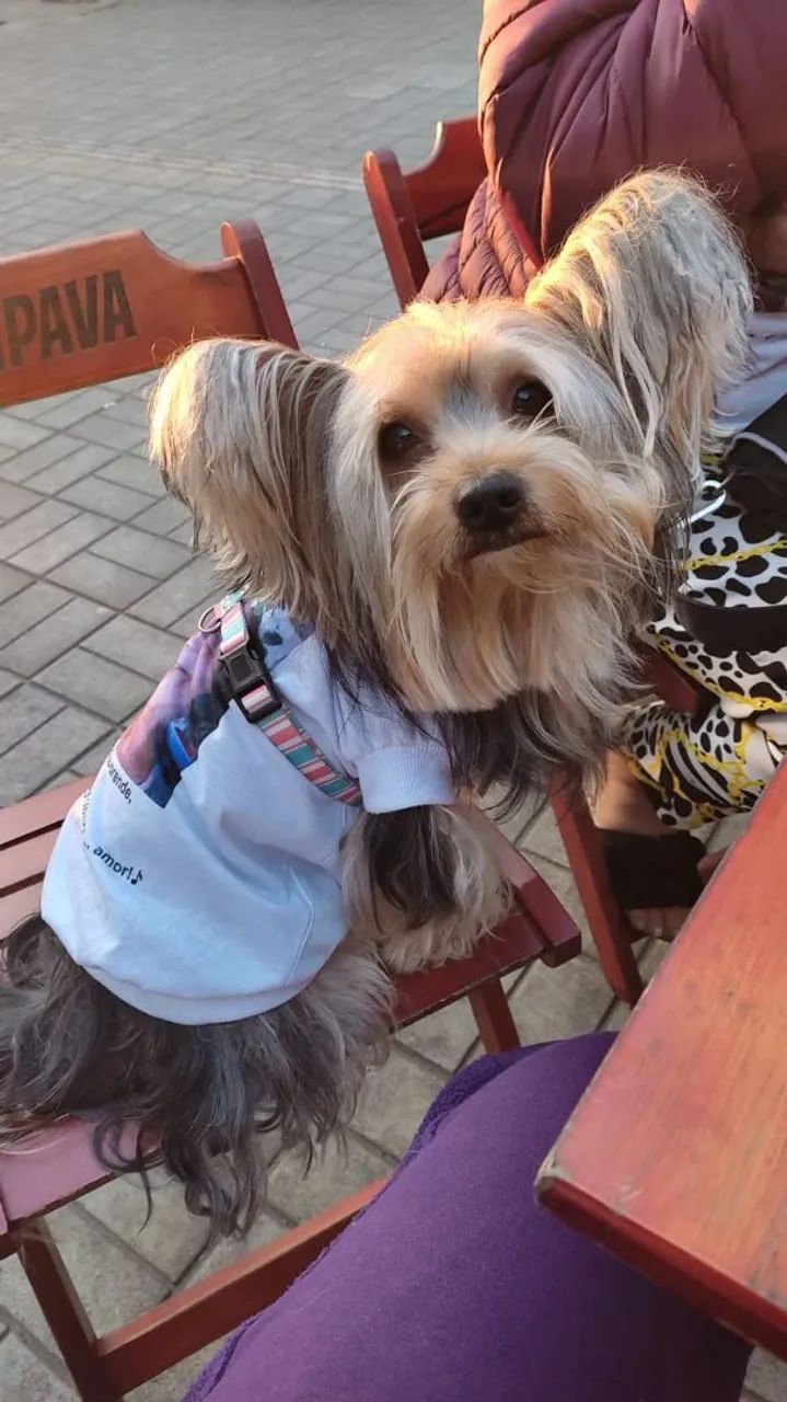 Animais de estimação  - Foto 4