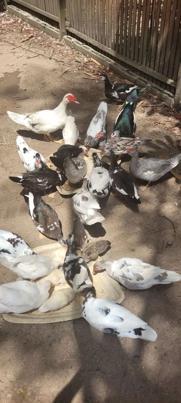 Patos ? - Foto 2