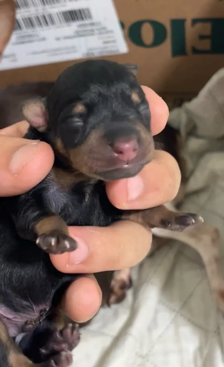 Pinscher macho para reserva - Foto 2