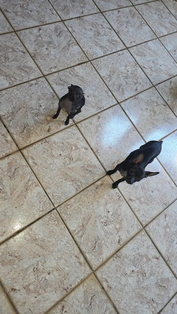 Pet  - Foto 4