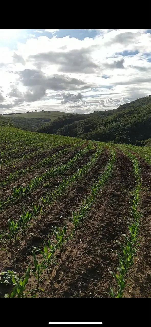 Fazenda em Campo do Brito - Foto 3