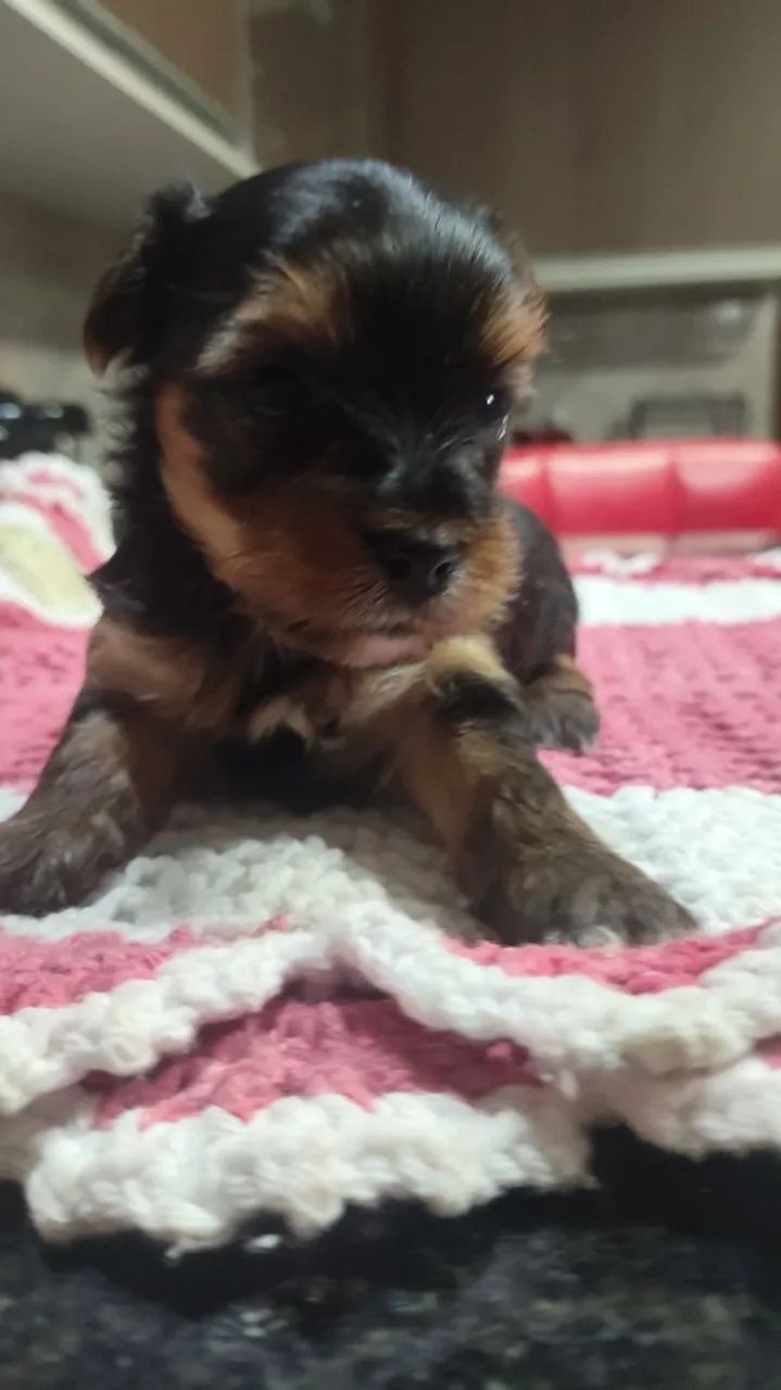 Yorkshire terrier disponível  - Foto 3