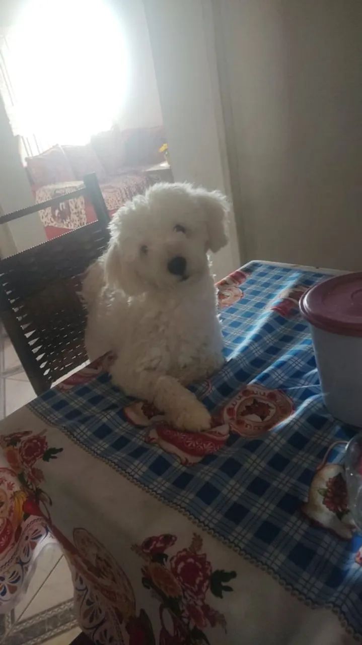 Cachorro pudlle 