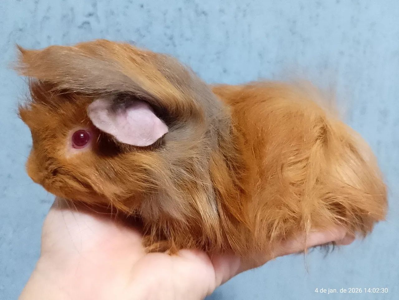 Porquinho da Índia macho peruano 