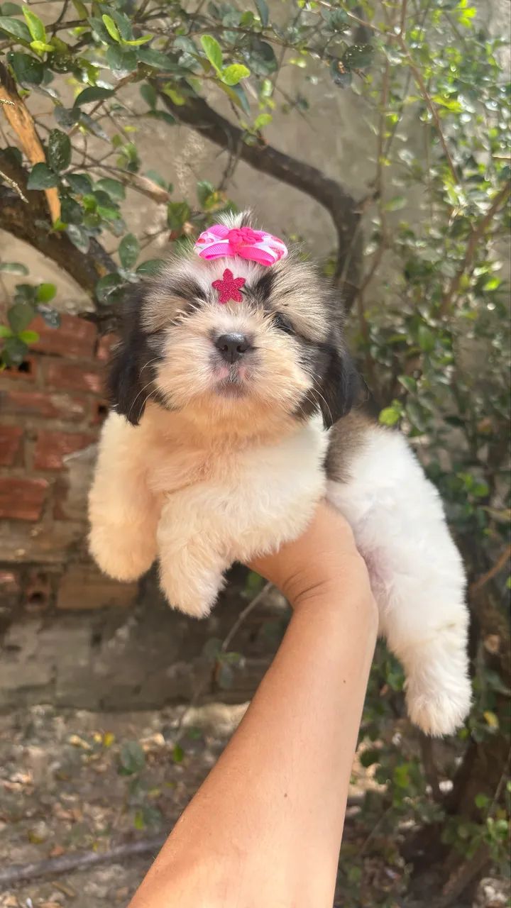 Shihtzu fêmea e macho 
