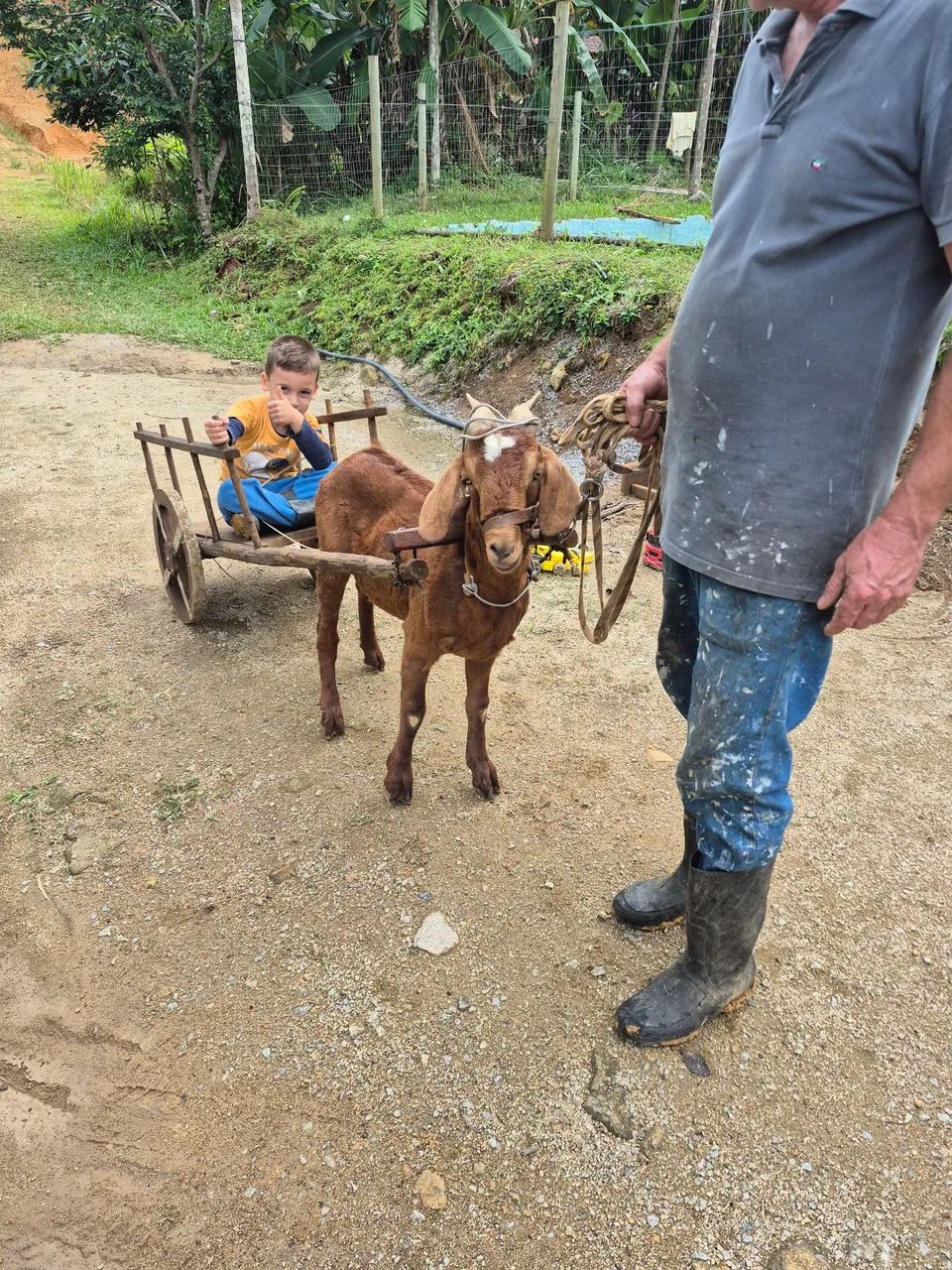Vendo Cabrito com o carrinho
