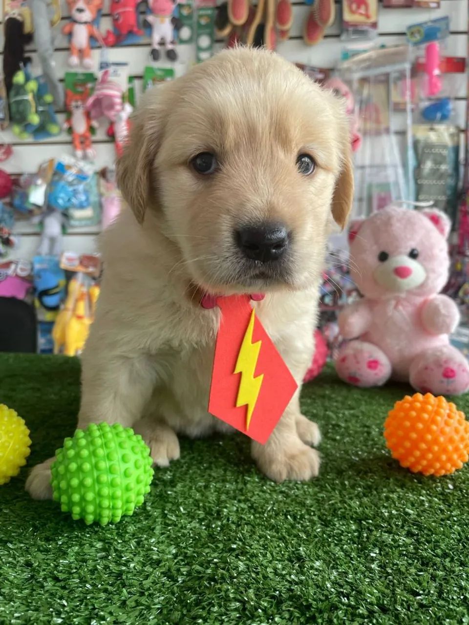 Golden Retriever macho Disponível 