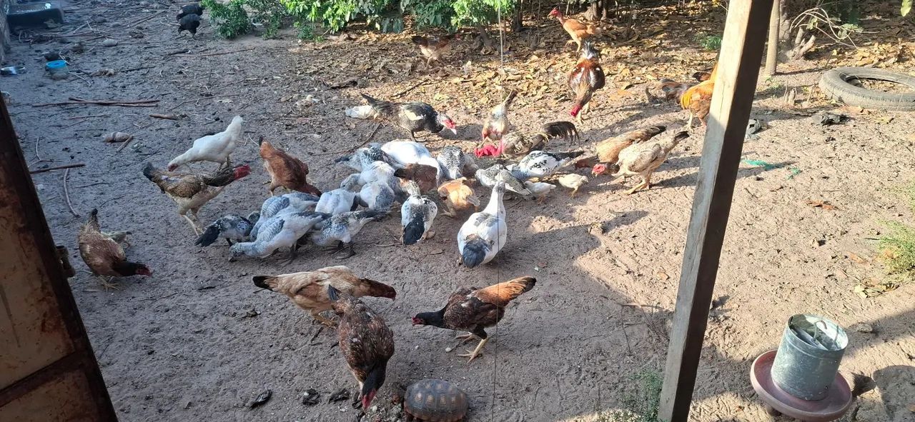 Patos e Galinhas - Foto 3