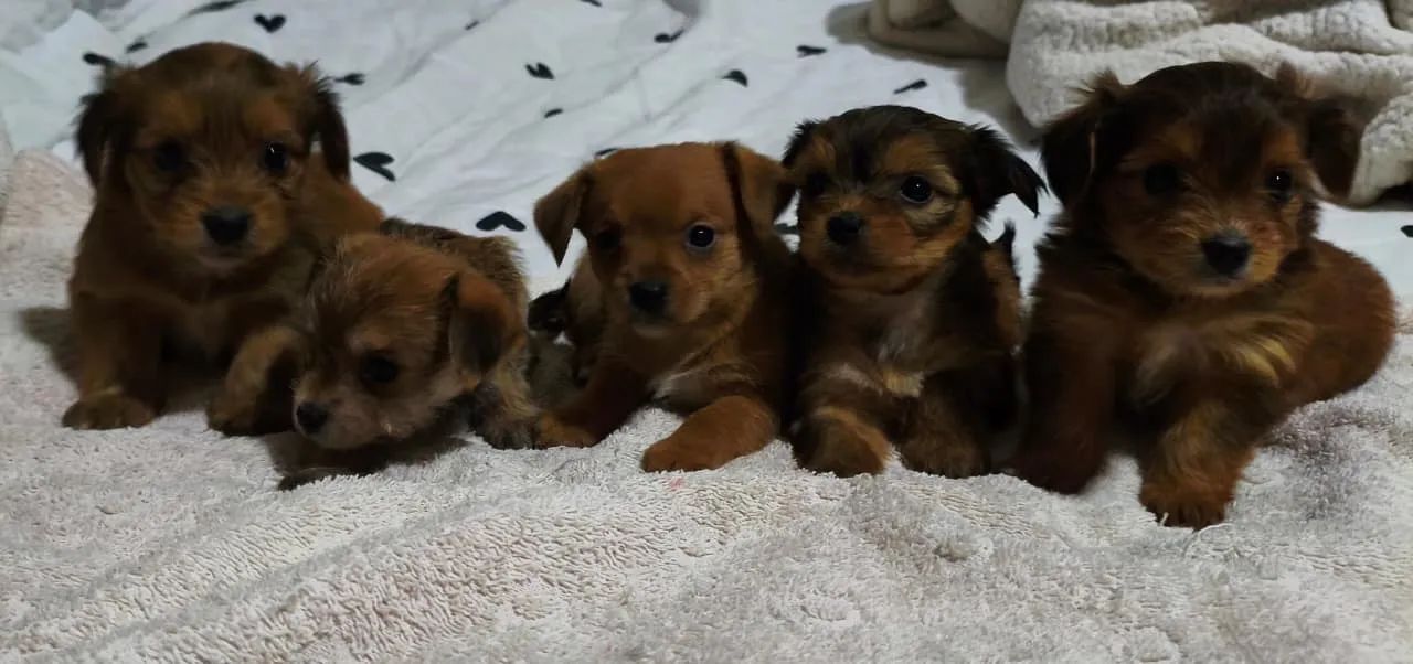 Pinscher - Foto 4