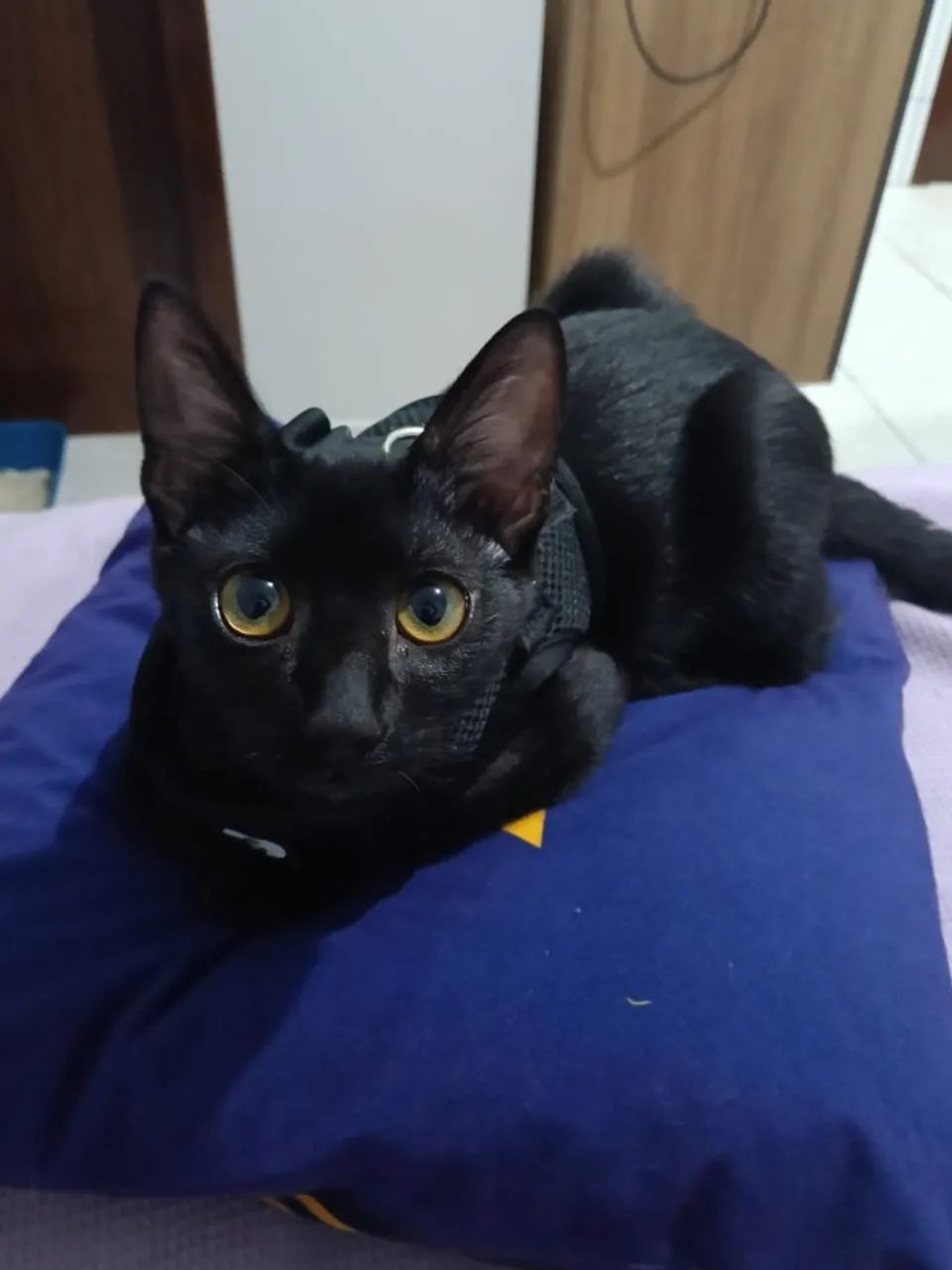 Gato macho - Foto 2