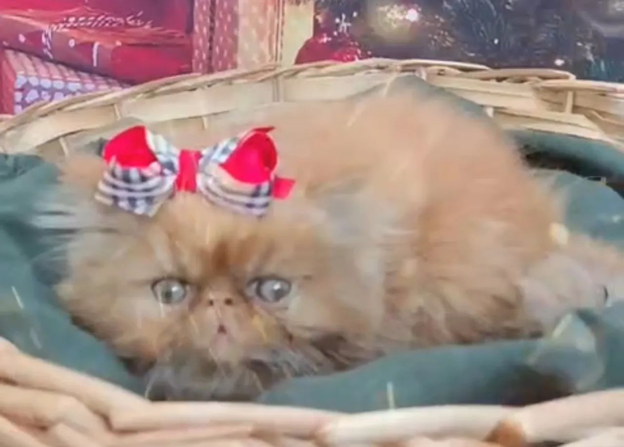 Filhotes de gatinhos Persa show 