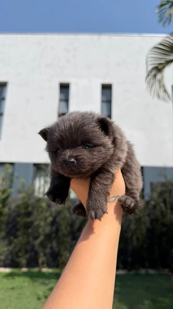 Cachorro  - Foto 2