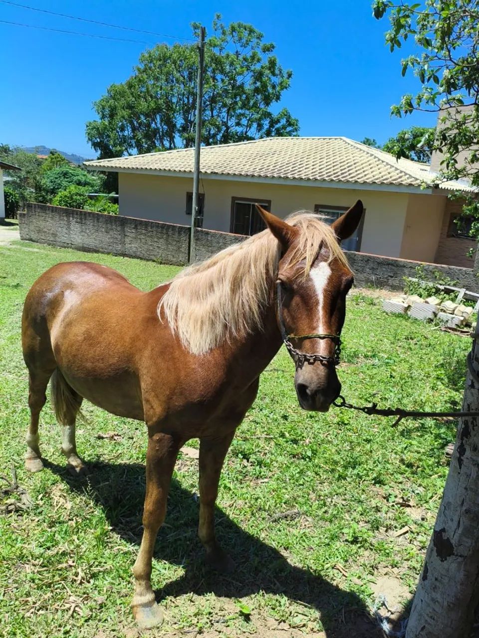 Vendo cavalo alazao  - Foto 3