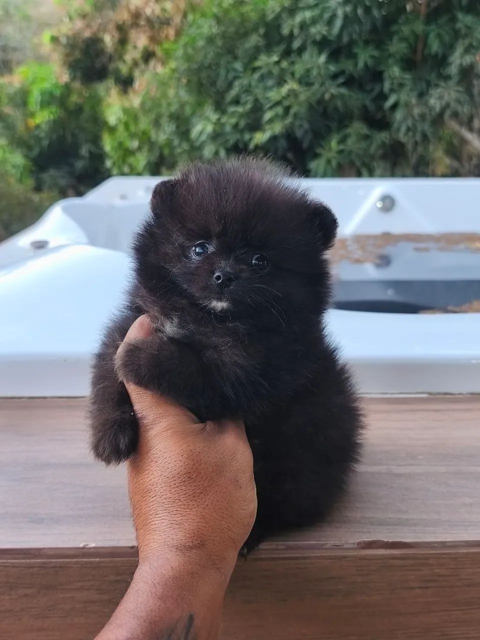 SPITZ ALEMÃO ANÃO MACHINHO 