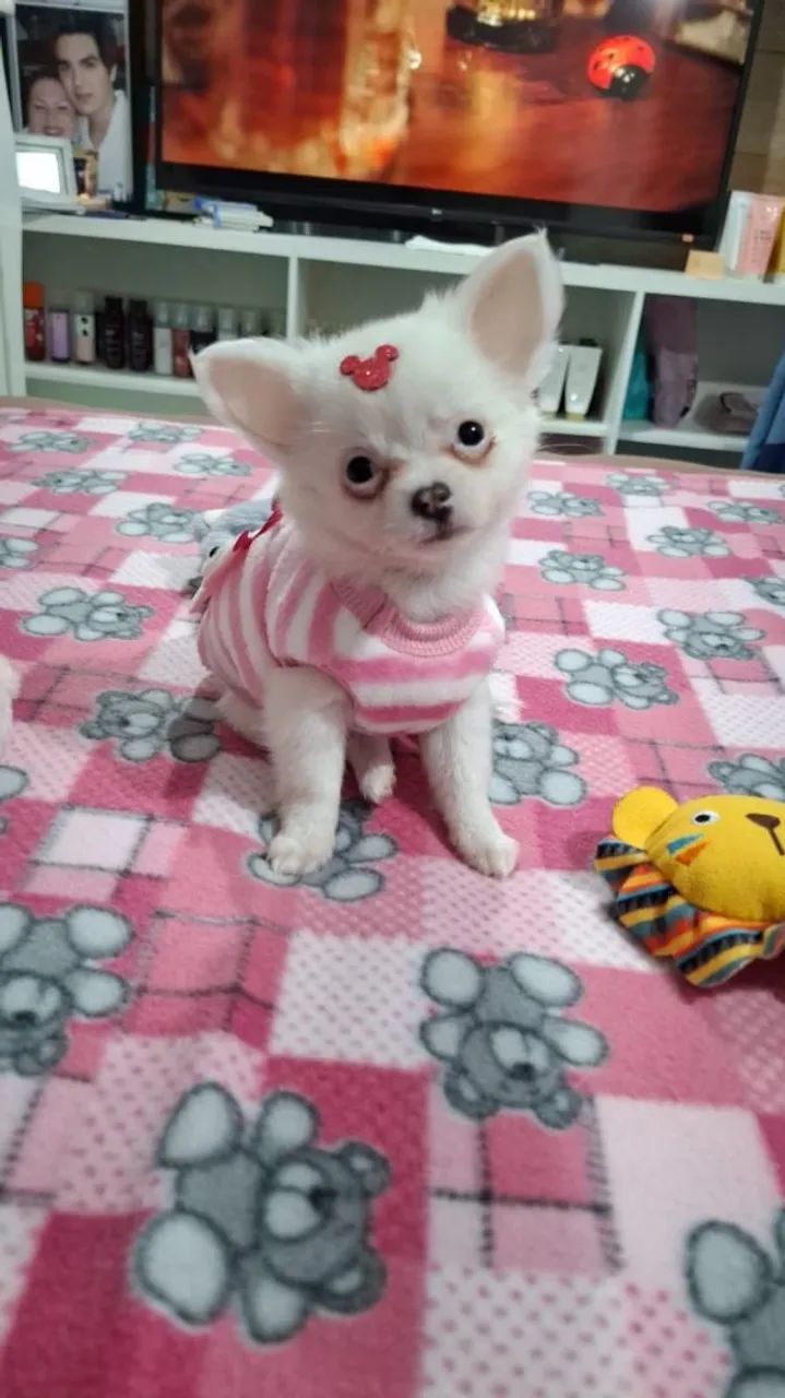 Fêmea de chihuahua  mini - Foto 3
