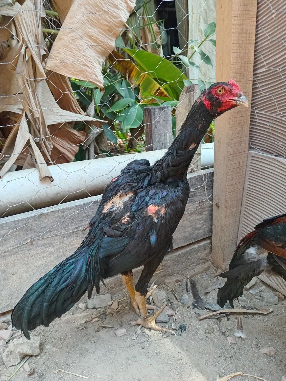 Frango mura