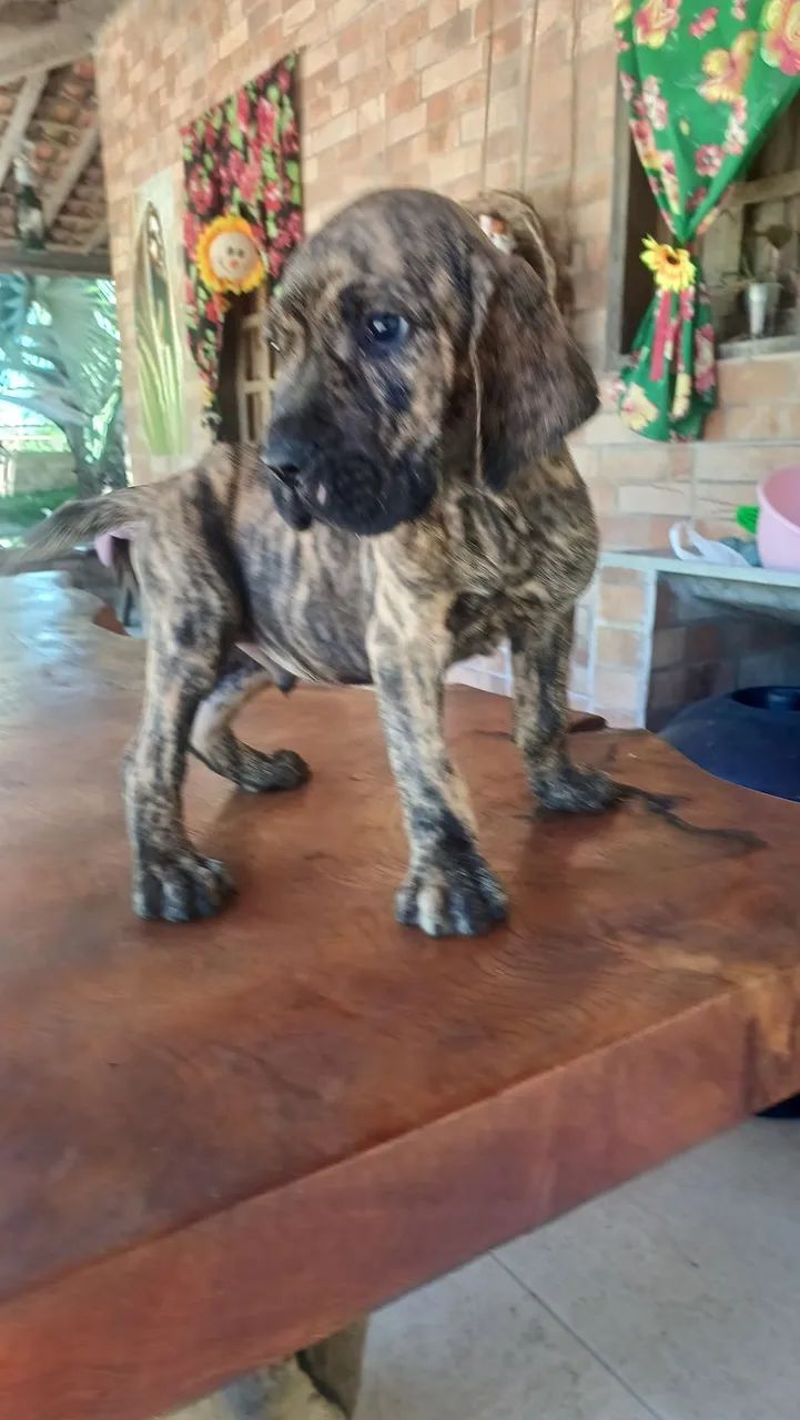 Fila brasileiro  tigrado - Foto 2