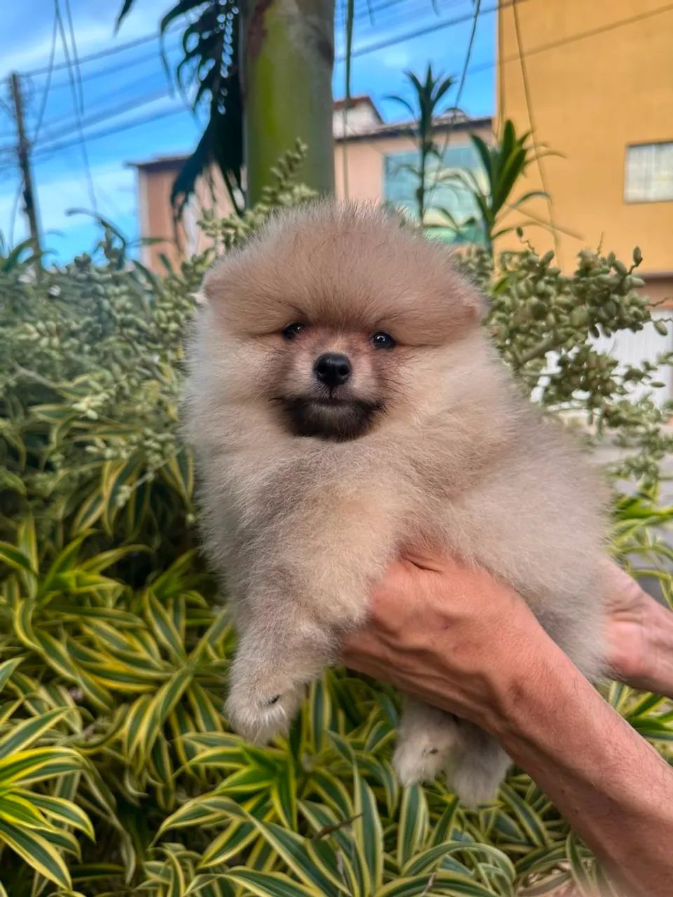 Glorioso  spitz alemão macho - Foto 5