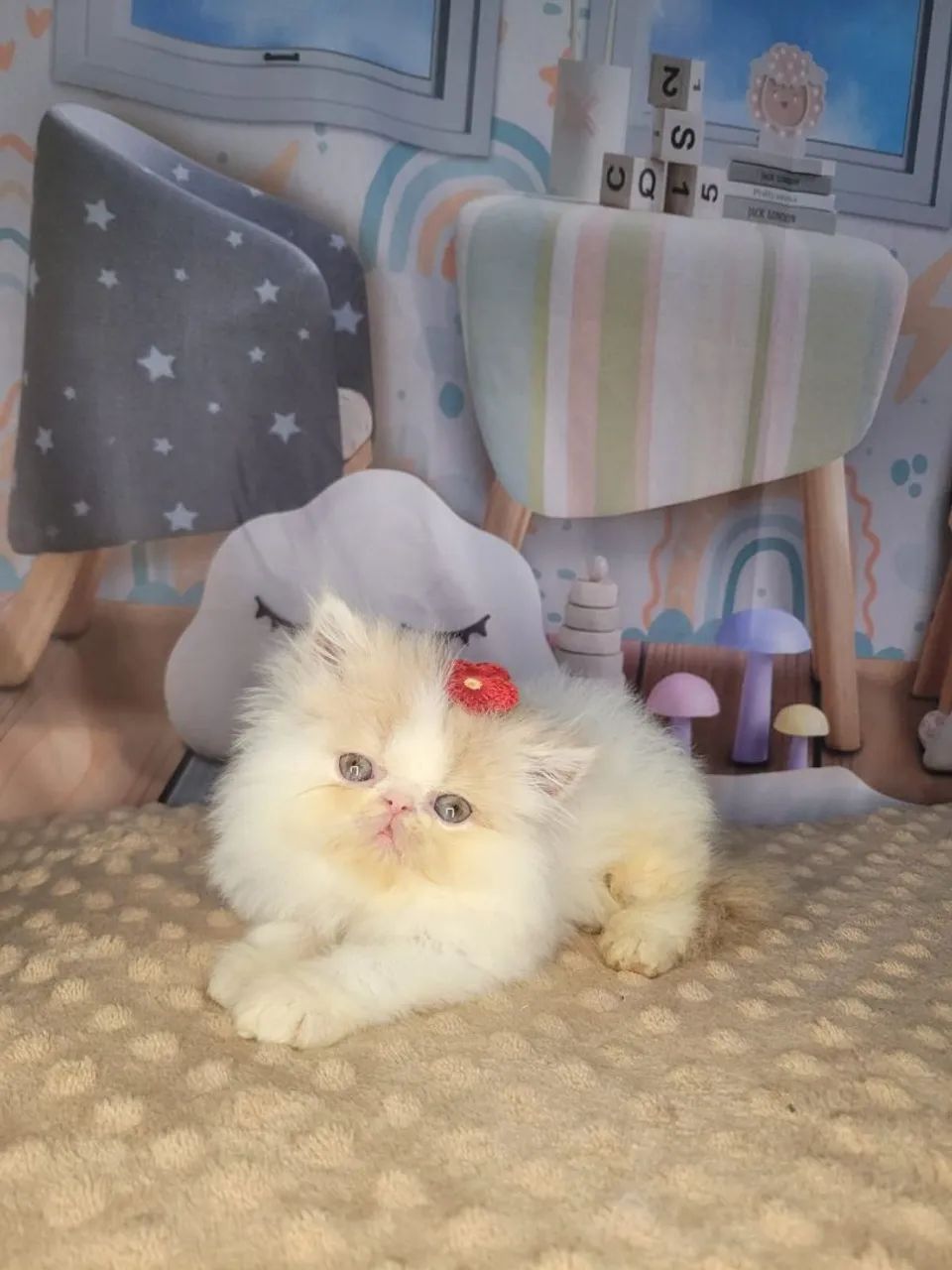 Gatinha Persa - Foto 3