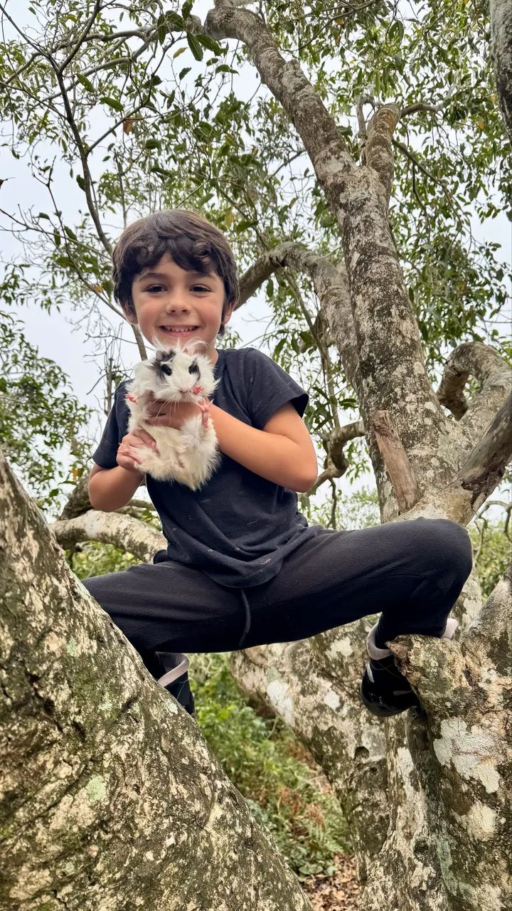 Porquinho da Índia  - Foto 2