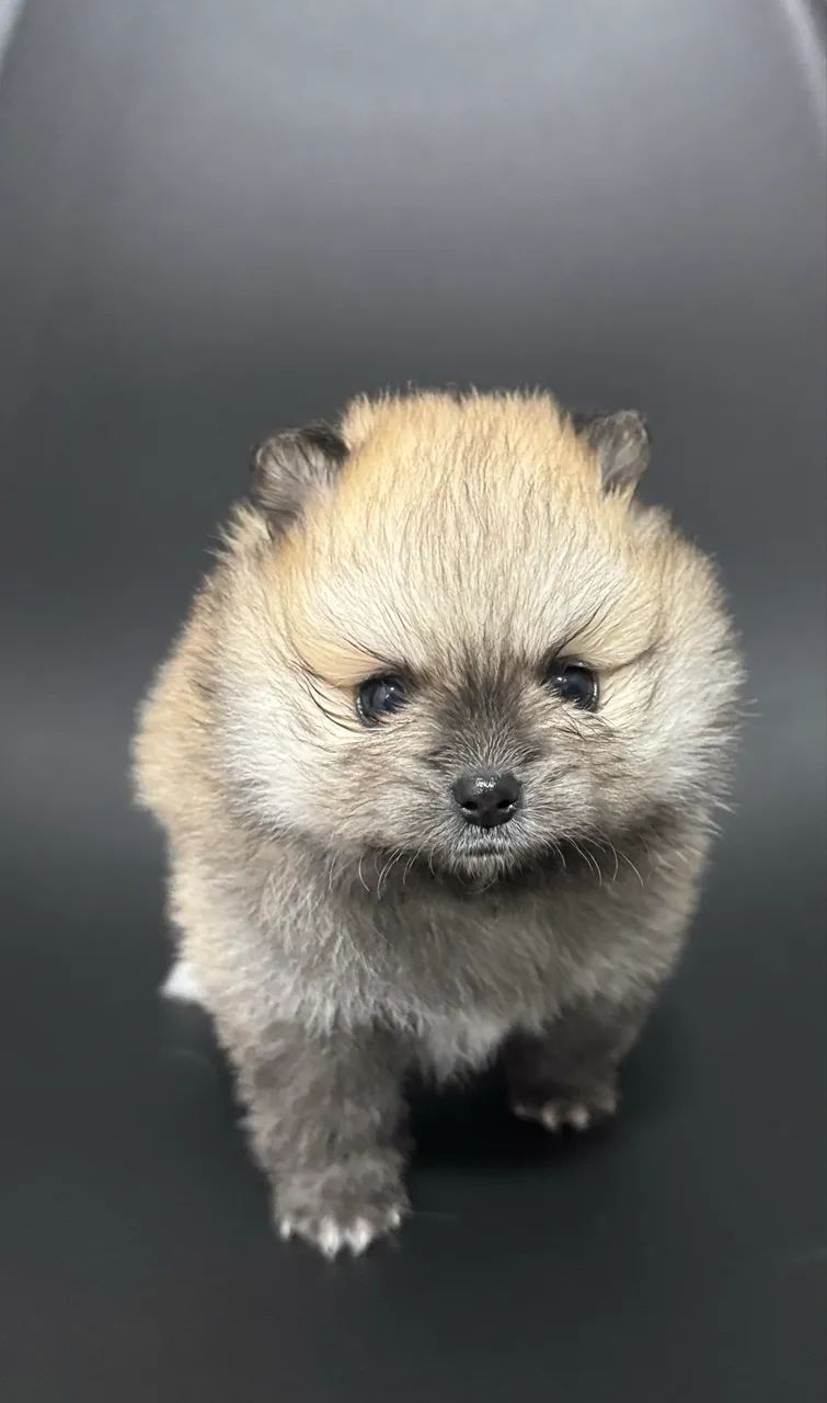 Lulu da pomerania  - Foto 4