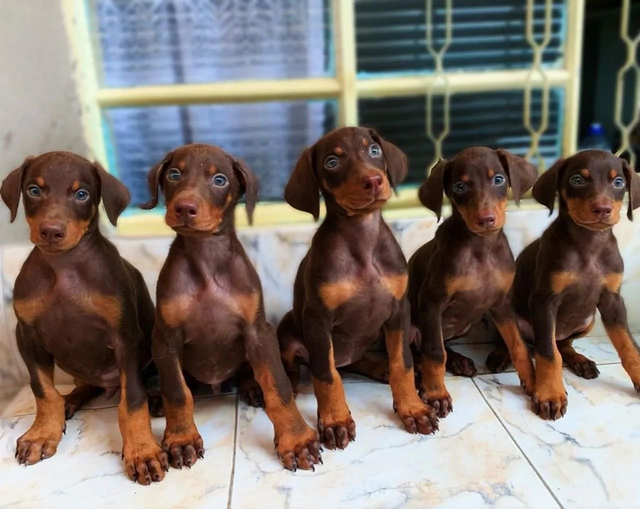 Doberman