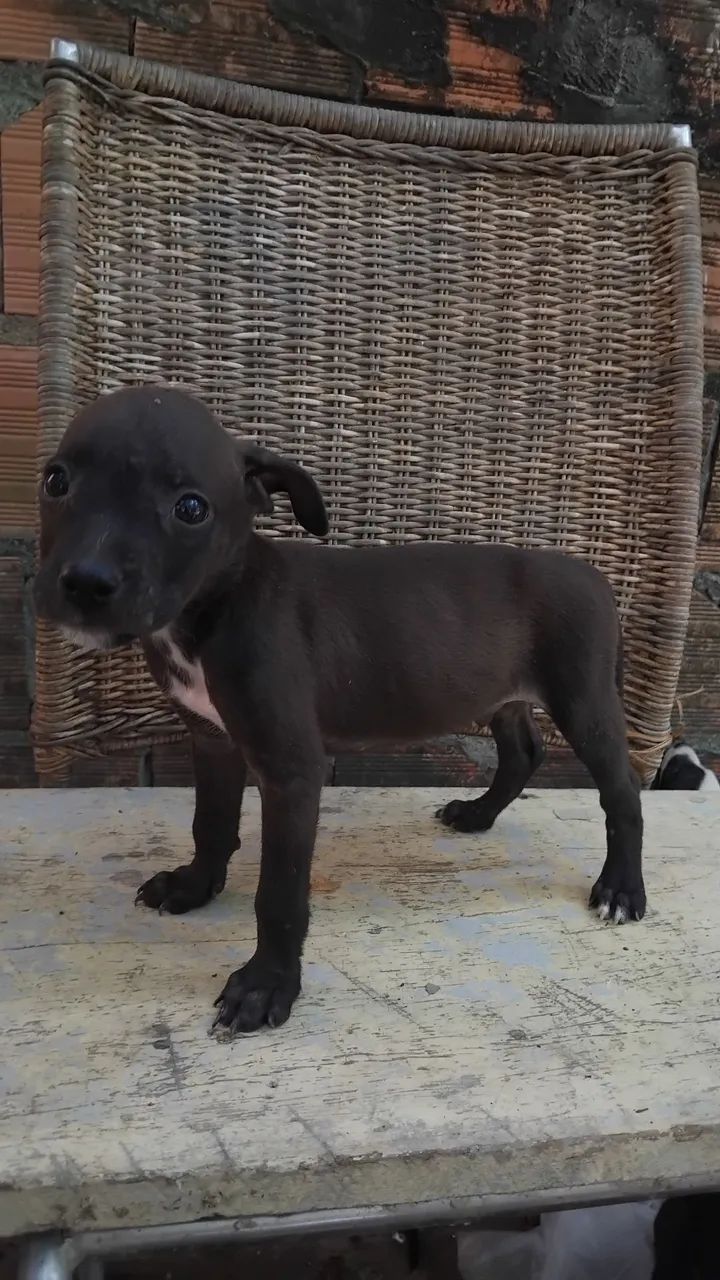 Vendo Pit bull - Foto 2